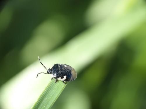 Réf. 248 316 : Tritomegas bicolor